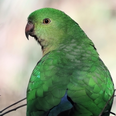 Alisterus scapularis (Australian King-Parrot) at Wodonga, VIC - 16 Jul 2023 by KylieWaldon