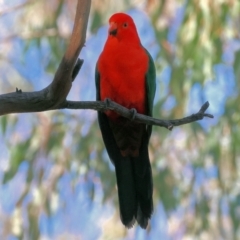 Alisterus scapularis at Wodonga, VIC - 16 Jul 2023