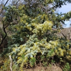 Acacia baileyana (Cootamundra Wattle, Golden Mimosa) at Mount Majura - 15 Jul 2023 by HappyWanderer