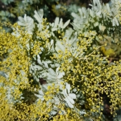 Acacia baileyana at Watson, ACT - 15 Jul 2023