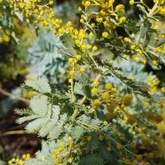 Acacia baileyana at Watson, ACT - 15 Jul 2023 12:03 PM