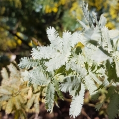 Acacia baileyana at Watson, ACT - 15 Jul 2023