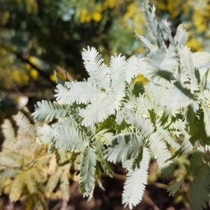 Acacia baileyana at Watson, ACT - 15 Jul 2023