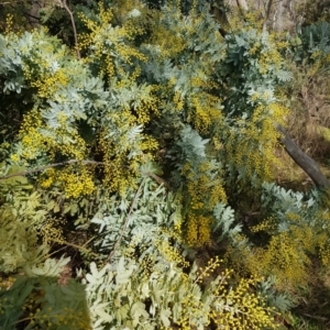 Acacia baileyana at Watson, ACT - 15 Jul 2023 12:03 PM