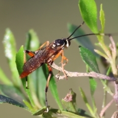 Unidentified Parasitic wasp (numerous families) at Wodonga - 16 Jul 2023 by KylieWaldon