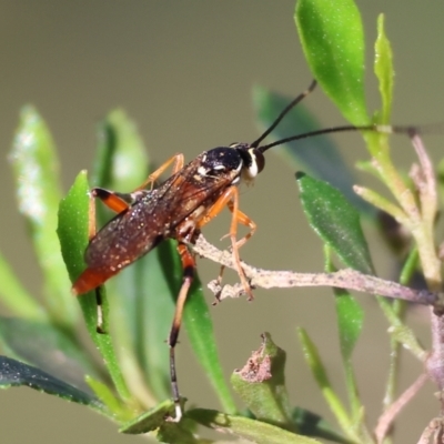 Unidentified Parasitic wasp (numerous families) at Wodonga - 16 Jul 2023 by KylieWaldon