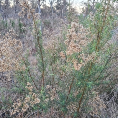 Cassinia quinquefaria (Rosemary Cassinia) at Jerrabomberra, ACT - 16 Jul 2023 by Mike