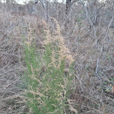 Cassinia sifton (Sifton Bush, Chinese Shrub) at Jerrabomberra, ACT - 16 Jul 2023 by Mike