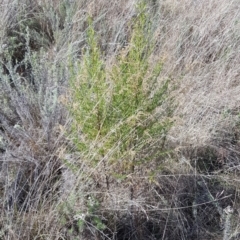 Cassinia sifton (Sifton Bush, Chinese Shrub) at Mount Majura - 15 Jul 2023 by HappyWanderer