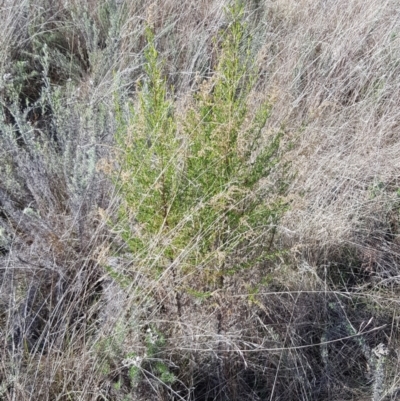 Cassinia sifton (Sifton Bush, Chinese Shrub) at Mount Majura - 15 Jul 2023 by HappyWanderer