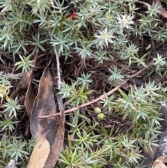 Astroloma humifusum (Cranberry Heath) at Black Flat at Corrowong - 15 Jul 2023 by BlackFlat