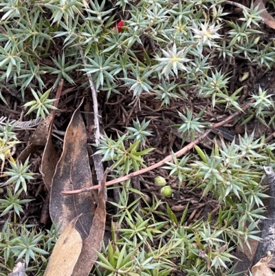 Styphelia humifusum (Cranberry Heath) at Black Flat at Corrowong - 15 Jul 2023 by BlackFlat