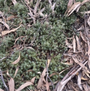 Styphelia humifusum at Corrowong, NSW - 15 Jul 2023 04:10 PM