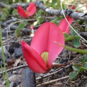 Kennedia prostrata at Sassafras, NSW - suppressed