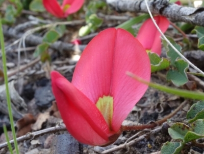 Kennedia prostrata (Running Postman) at Sassafras, NSW - 19 Sep 2022 by RobG1