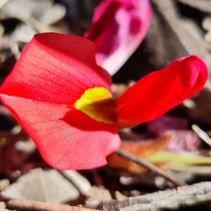 Kennedia prostrata at Sassafras, NSW - suppressed