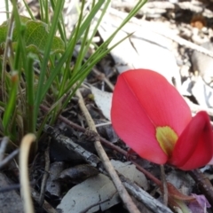 Kennedia prostrata at Sassafras, NSW - suppressed