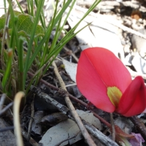 Kennedia prostrata at Sassafras, NSW - suppressed