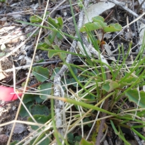 Kennedia prostrata at Sassafras, NSW - suppressed