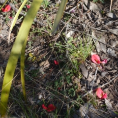 Kennedia prostrata at Sassafras, NSW - suppressed