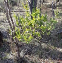 Styphelia triflora (Five-corners) at Mount Majura - 15 Jul 2023 by HappyWanderer