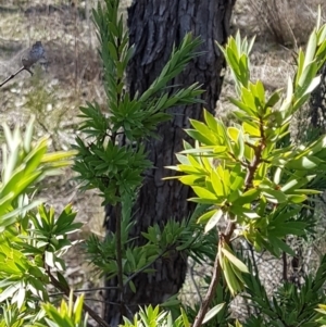 Styphelia triflora at Watson, ACT - 15 Jul 2023