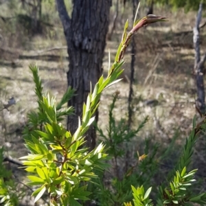 Styphelia triflora at Watson, ACT - 15 Jul 2023 01:12 PM