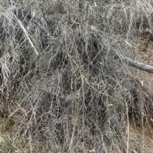 Discaria pubescens at Corrowong, NSW - 15 Jul 2023