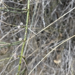 Discaria pubescens at Corrowong, NSW - 15 Jul 2023