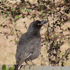 Strepera graculina (Pied Currawong) at QPRC LGA - 16 Jul 2023 by MatthewFrawley