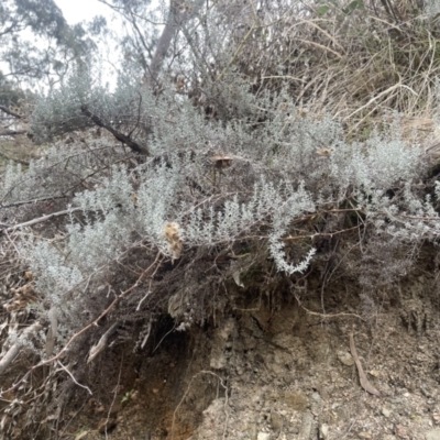 Chrysocephalum semipapposum (Clustered Everlasting) at Black Flat at Corrowong - 15 Jul 2023 by BlackFlat