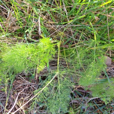 Foeniculum vulgare (Fennel) at Mount Ainslie - 16 Jul 2023 by abread111