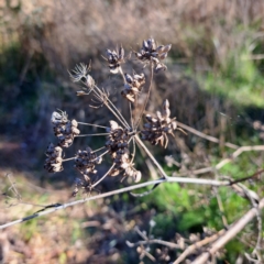 Foeniculum vulgare at Hackett, ACT - 16 Jul 2023