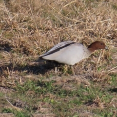 Chenonetta jubata (Australian Wood Duck) at QPRC LGA - 16 Jul 2023 by MatthewFrawley