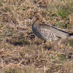 Chenonetta jubata at Braidwood, NSW - 16 Jul 2023 03:16 PM