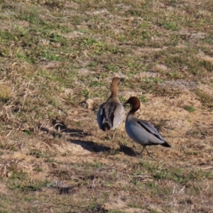 Chenonetta jubata at Braidwood, NSW - 16 Jul 2023 03:16 PM