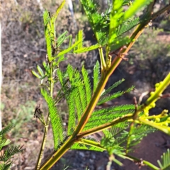 Acacia decurrens (Green Wattle) at Mount Ainslie - 16 Jul 2023 by abread111