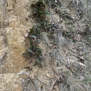 Hardenbergia violacea at Corrowong, NSW - 15 Jul 2023