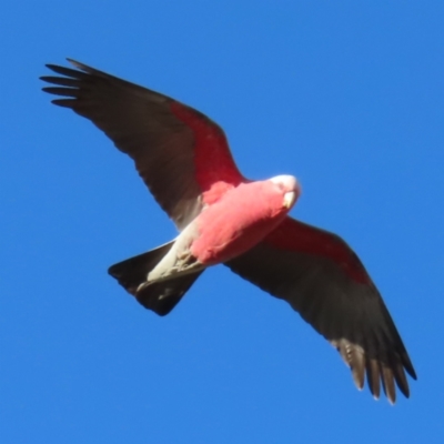 Eolophus roseicapilla (Galah) at QPRC LGA - 16 Jul 2023 by MatthewFrawley