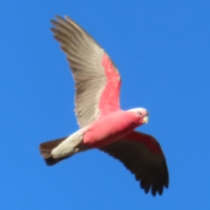 Eolophus roseicapilla at Braidwood, NSW - 16 Jul 2023