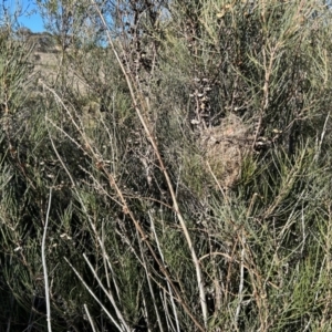 Hakea microcarpa at Paddys River, ACT - 7 Jul 2023 01:37 PM