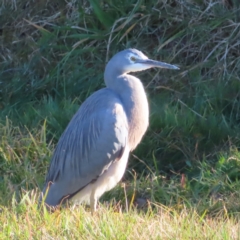 Egretta novaehollandiae (White-faced Heron) at QPRC LGA - 16 Jul 2023 by MatthewFrawley