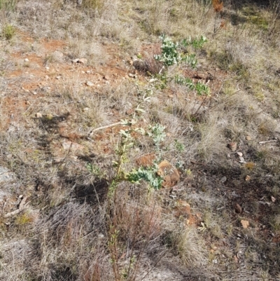 Acacia baileyana (Cootamundra Wattle, Golden Mimosa) at Mount Majura - 15 Jul 2023 by HappyWanderer