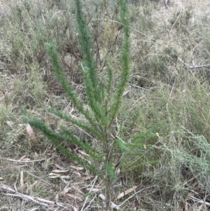 Cassinia aculeata subsp. aculeata at Corrowong, NSW - 15 Jul 2023