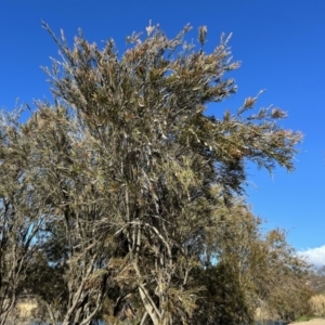 Callistemon sieberi at Paddys River, ACT - 7 Jul 2023 01:32 PM