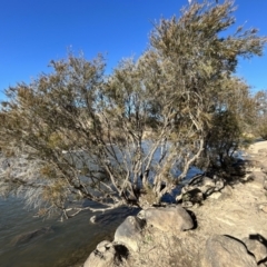 Callistemon sieberi at Paddys River, ACT - 7 Jul 2023 01:32 PM