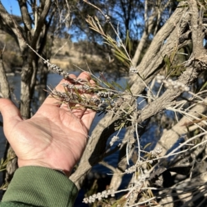 Callistemon sieberi at Paddys River, ACT - 7 Jul 2023 01:32 PM