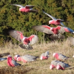 Eolophus roseicapilla (Galah) at QPRC LGA - 16 Jul 2023 by MatthewFrawley