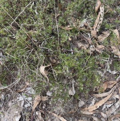 Cryptandra amara (Bitter Cryptandra) at Corrowong, NSW - 15 Jul 2023 by BlackFlat