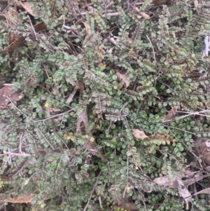 Bossiaea buxifolia at Corrowong, NSW - 4 Jun 2023